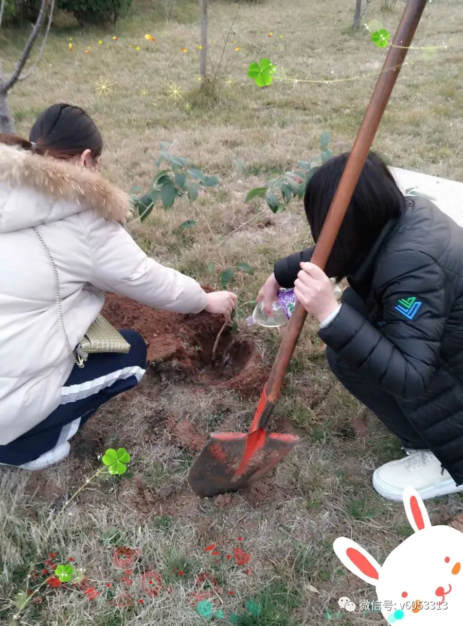 【员工风采】栽下一颗树苗，传承一种精神！